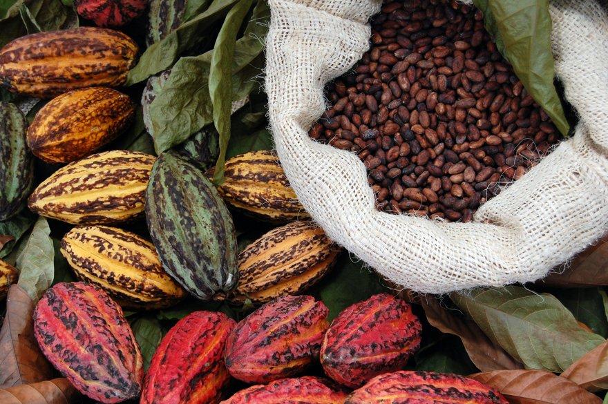 Cacao y chocolate en República Dominicana