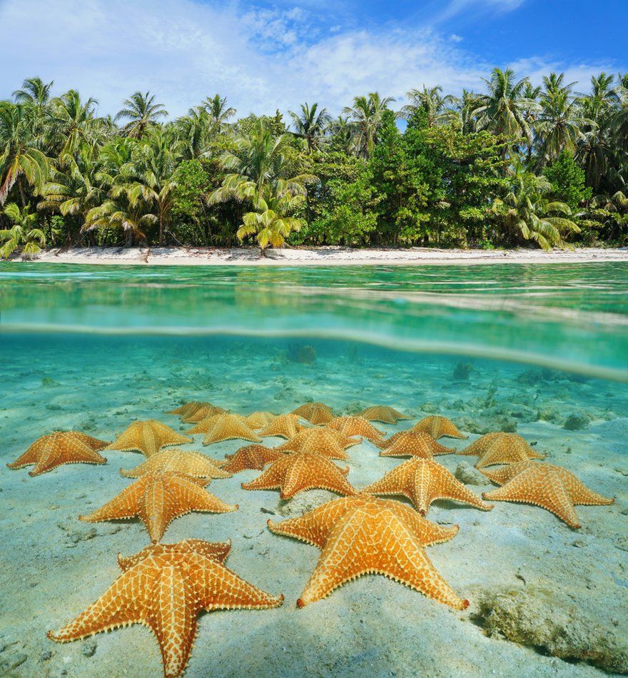 starfish Punta Cana as souvenir