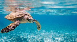carey-turtle-by-the-sea-in-dominican-republic