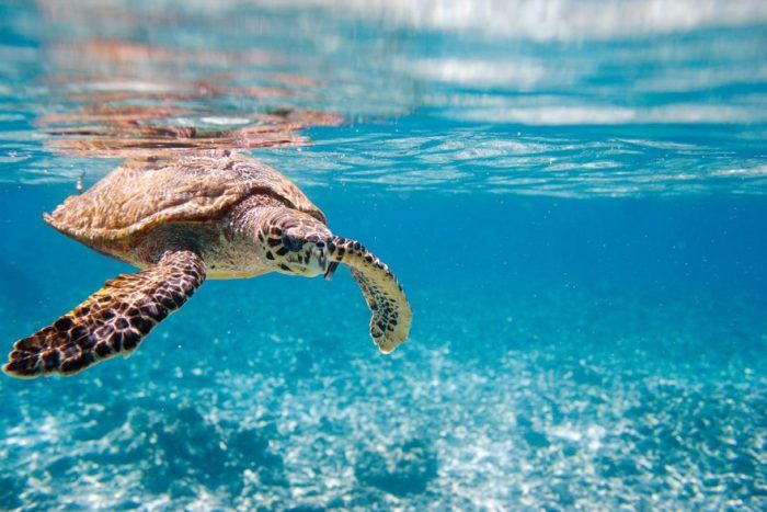 Visit To The Sea Turtle Sanctuary On Saona Island Lopesan Costa B varo