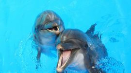 Deshalb sollten Sie mit Ihren Freunden einen Ausflug in den Manati Park in Punta Cana machen