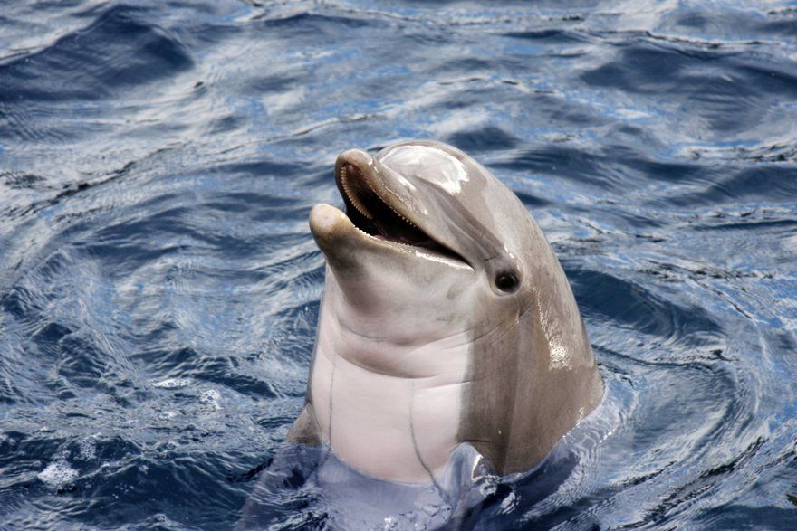 Swimming with dolphins