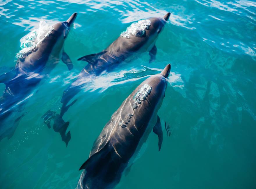 Delfines en Punta Cana