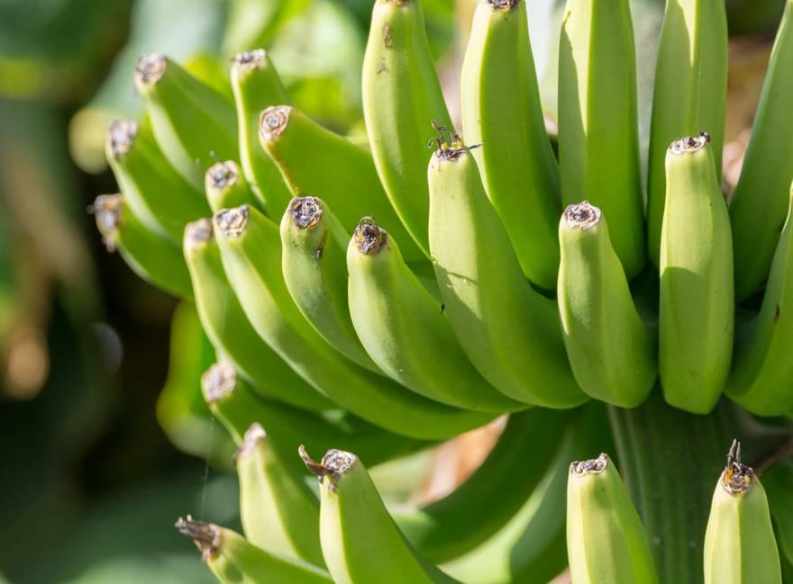 Gastronomía dominicana