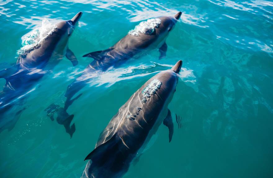 dauphins à Punta Cana