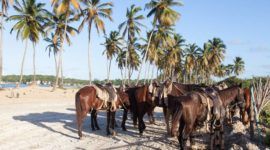 Reiten in Punta Cana