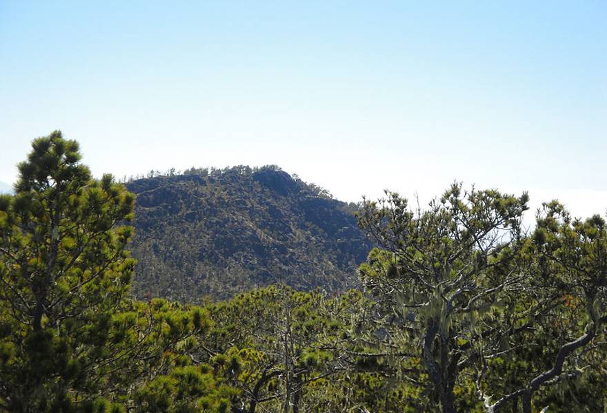 Flora in Pico Duarte