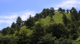 La flore au Pico Duarte
