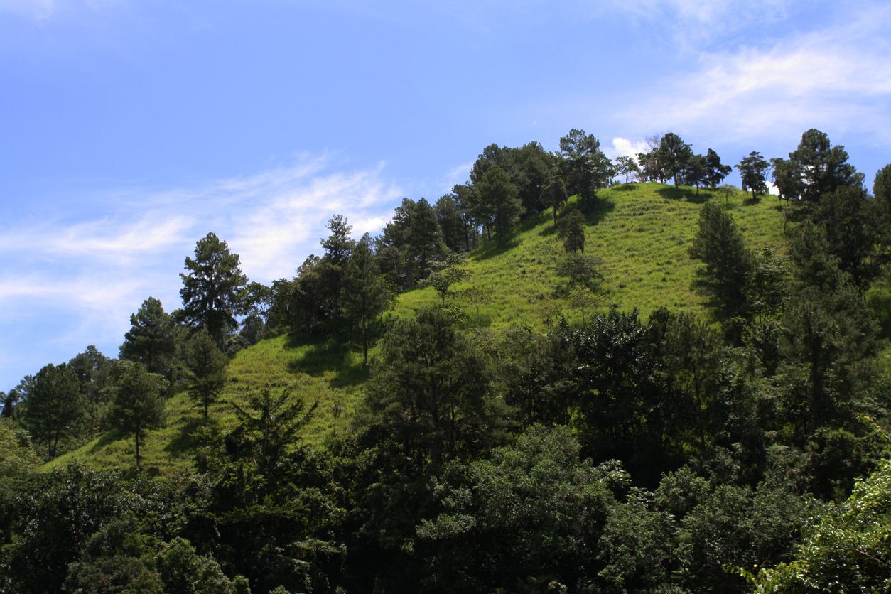 La flore au Pico Duarte