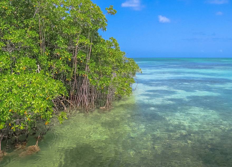 mangroves sur l’île Saona