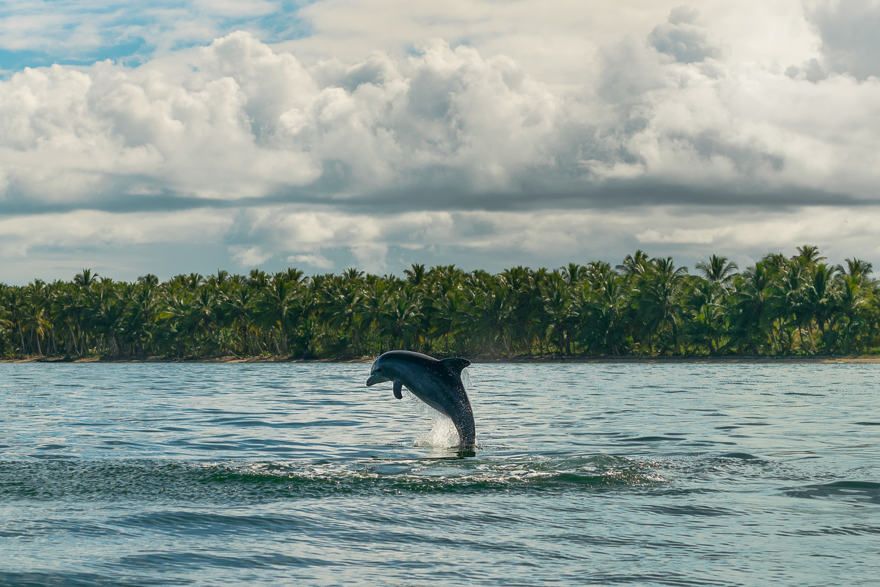Delfine im Karibischen Meer