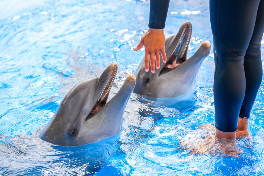 Swimming with Dolphins in Punta Cana - Hotel Lopesan Costa Bávaro Resort,  Spa &amp; Casino (Punta Cana)
