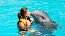 Nadar con delfines en Punta Cana
