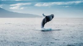 Avistamiento de ballenas
