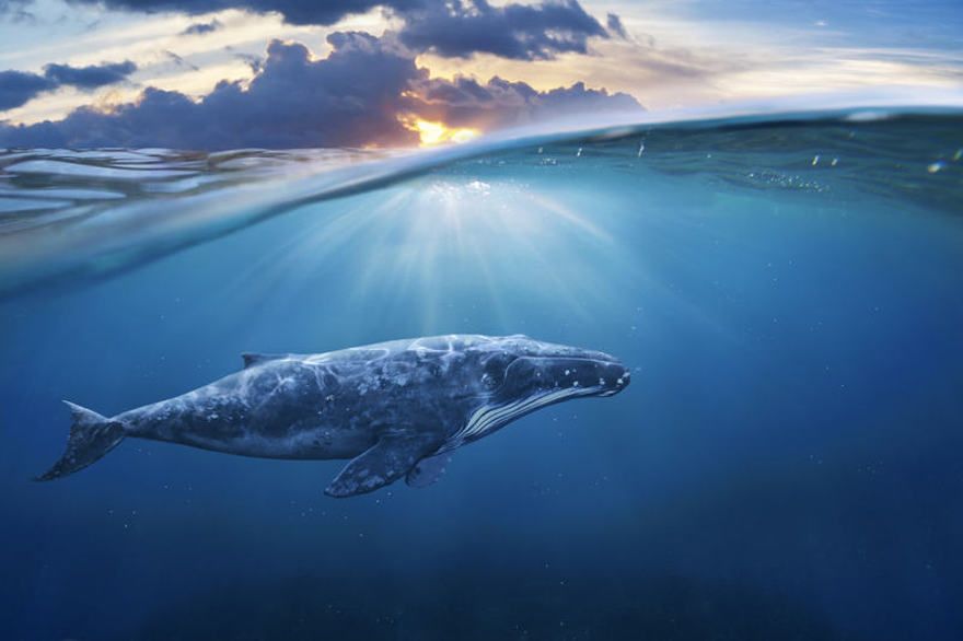 Avistamiento de ballenas Punta Cana