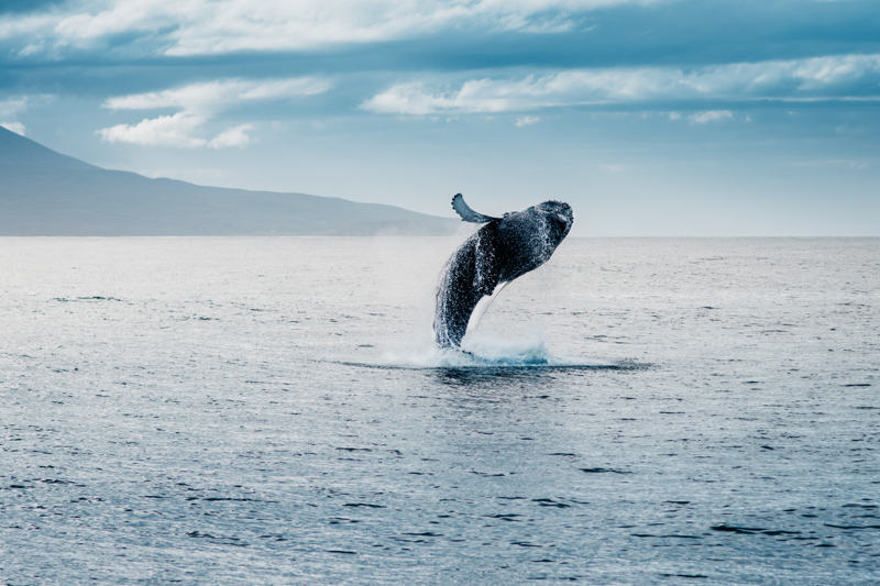 L'observation des baleines