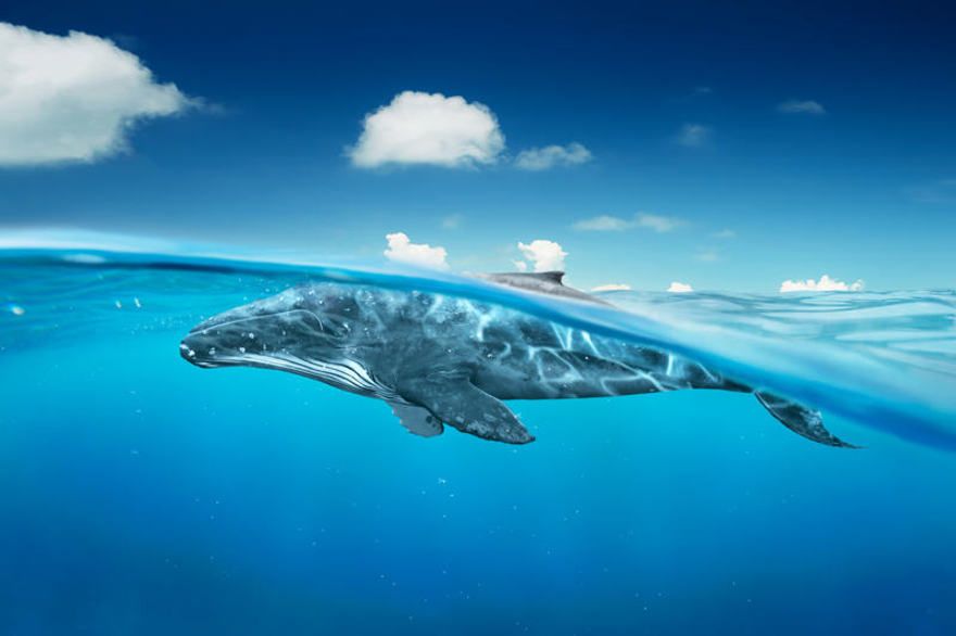 Baleines à bosse, observation des baleines