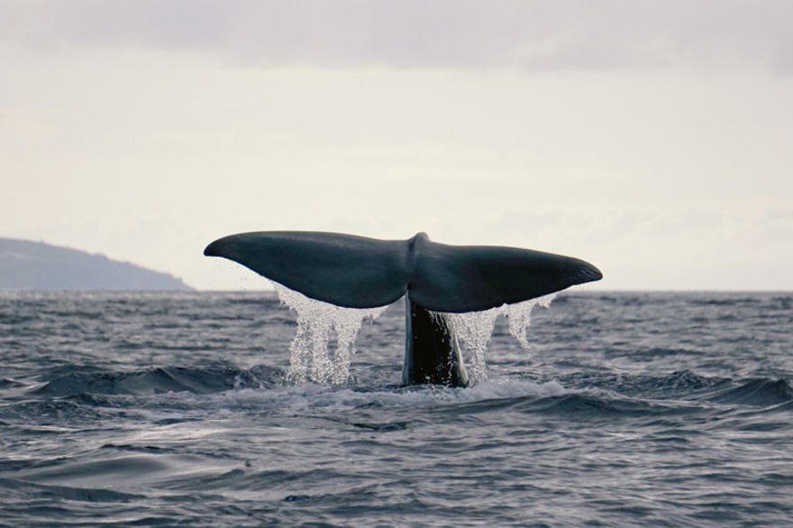 Walflüsterer, Dominikanische Republik