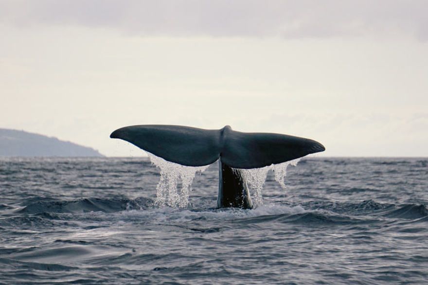 Whale Whisperer, Dominican Republic