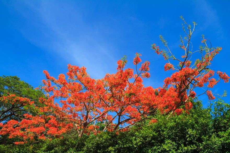 Vegetation, Salto del Limón in Samaná