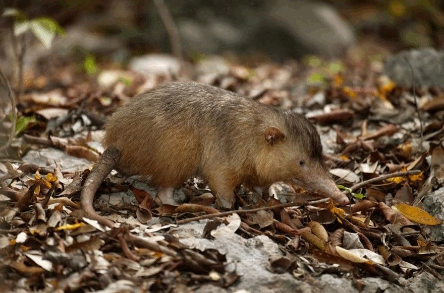 A solenodon from Hispaniola.