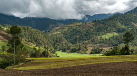 Field