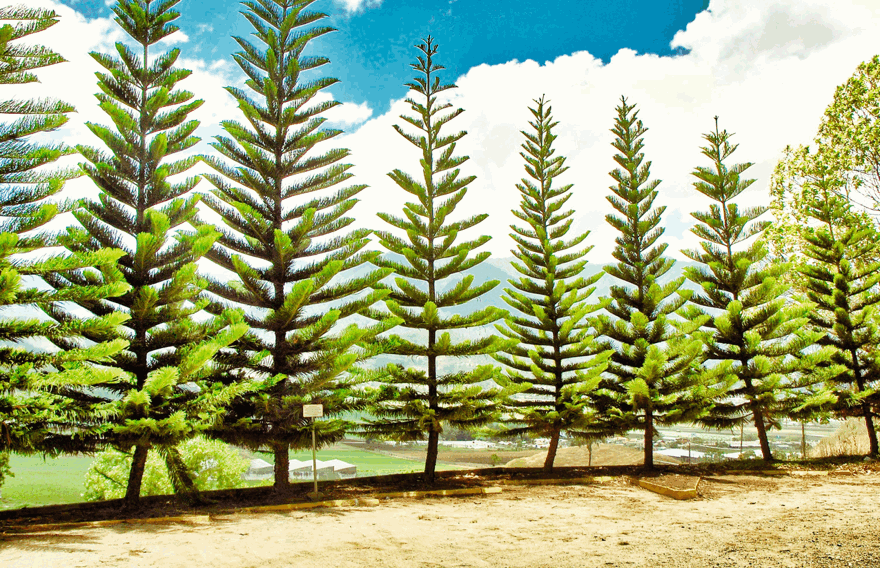 pins à Constanza, République dominicaine pins à Constanza, République dominicaine