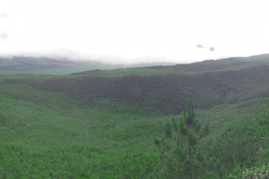 Aceitilla in Hoyo de Pelempito