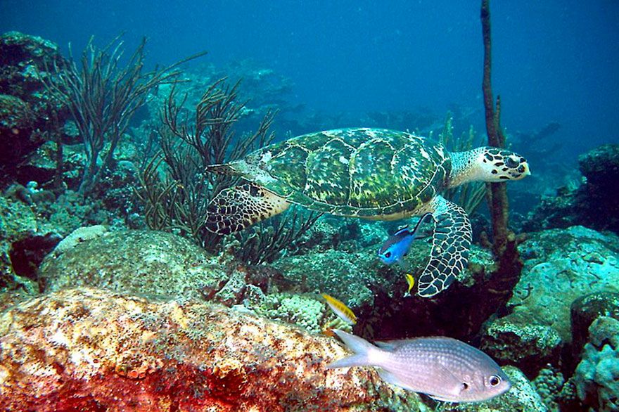 Hawksbill-Schildkröte am Strand von Cabo Rojo
