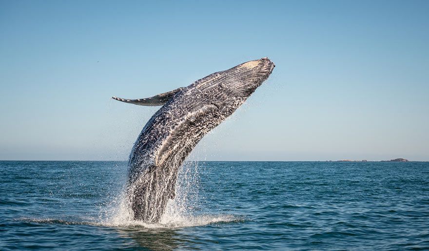 Wal, der aus dem Wasser in der Dominikanischen Republik springt