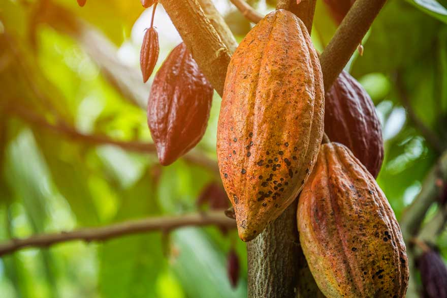 cacao-fruit-in-Hato-Mayor