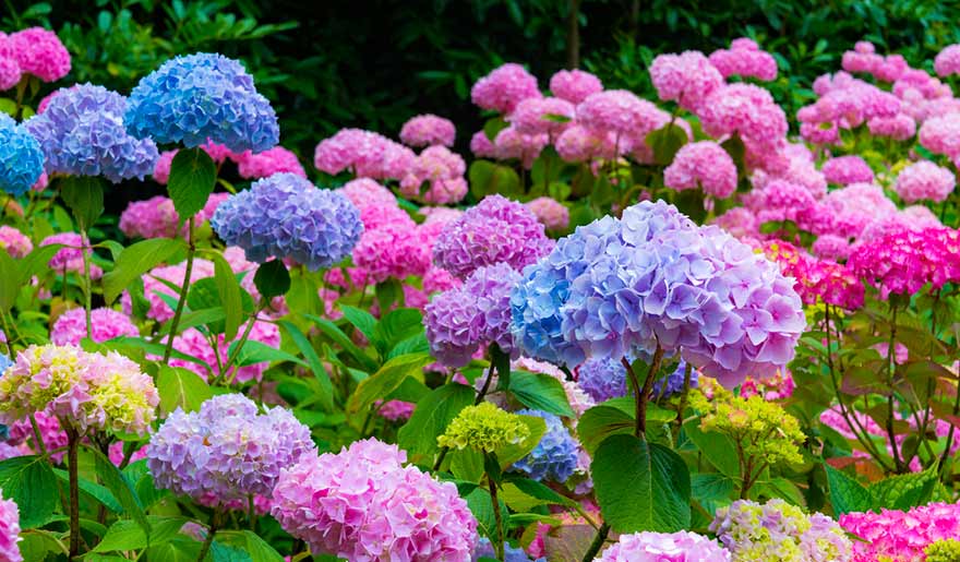 Hortensias de différentes couleurs dans un jardin à Bonao