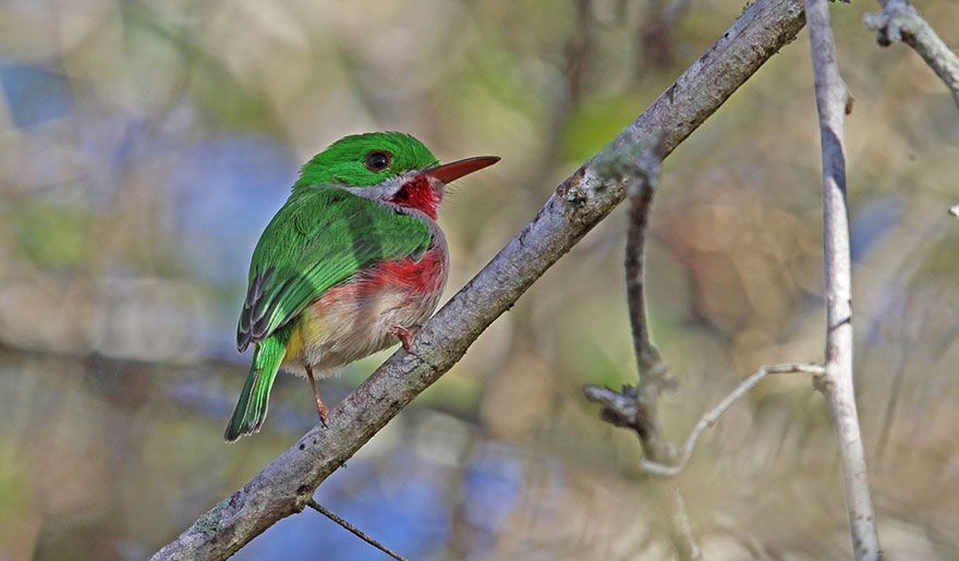Todier à bec large perché sur une branche à Bonao