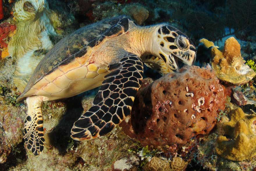 Hawksbill turtle eating under the sea
