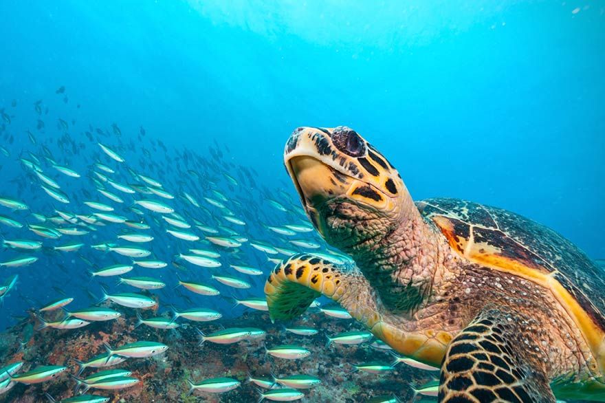 Tortue imbriquée sur le fond marin de l'île Saona Tortue imbriquée sur le fond marin de l'île Saona