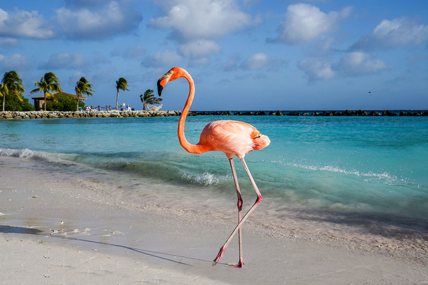 Flamingo am Strand von Aruba