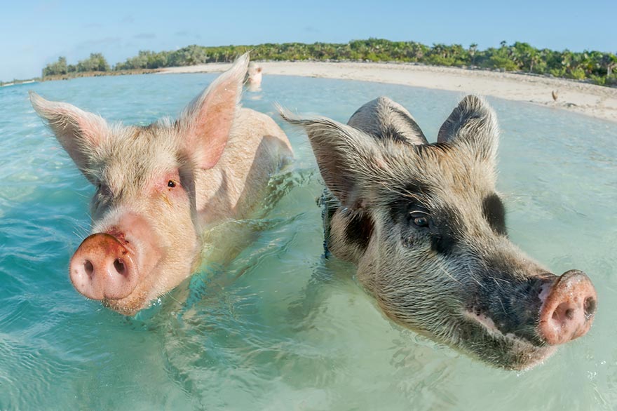 Schweine schwimmen an einem Strand auf den Bahamas