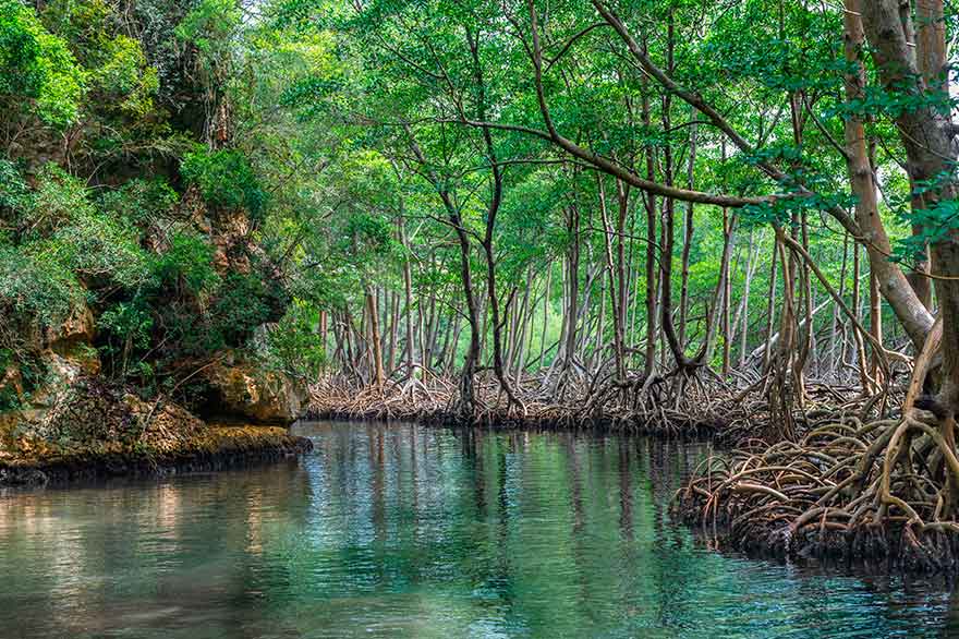 Ausflüge für Ihre Hochzeitsreise nach Punta Cana: Nationalpark Los Haitises - Dominikanische Republik