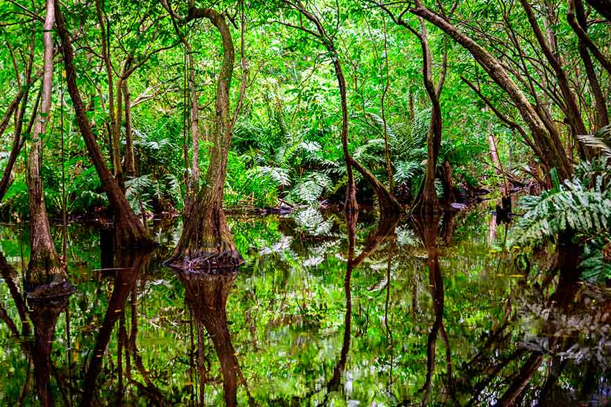 Excursiones a selvas y lagos de Punta Cana - República Dominicana