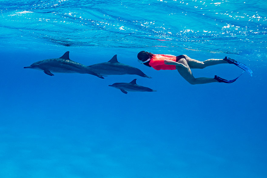 Swim with dolphins in the crystal clear waters of Playa Bávaro, Dominican Republic