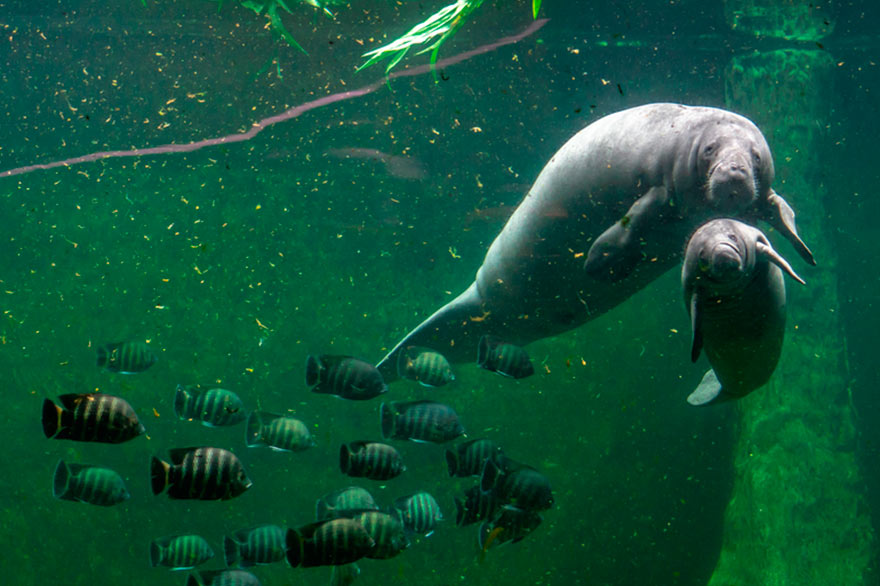 Manatees on Saona Island – Dominican Republic