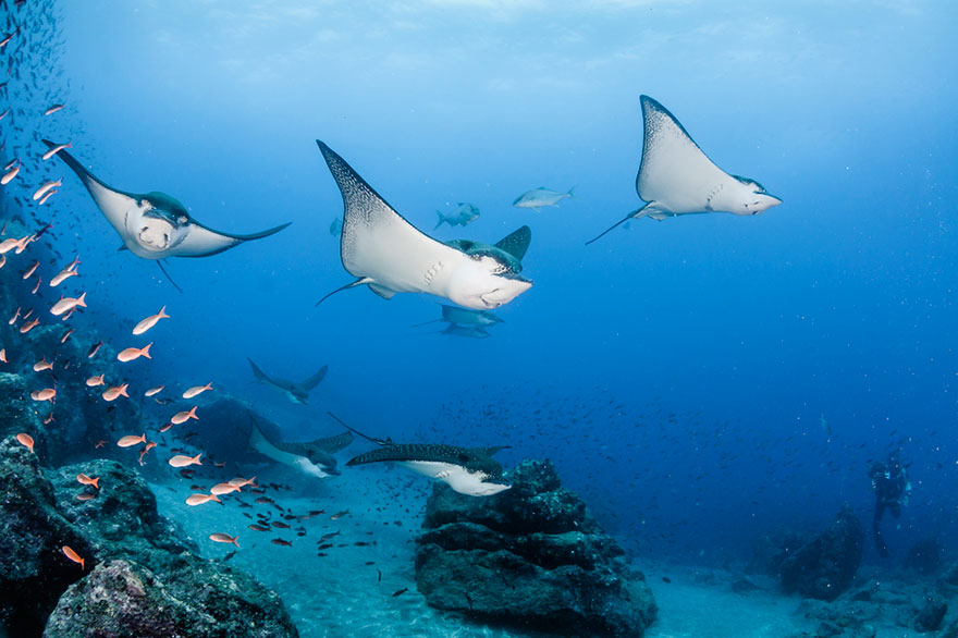 Raies sur l'île Saona – République dominicaine