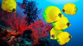 5 unglaubliche Meerestiere, die Sie in Isla Saona - Dominikanische Republik sehen können