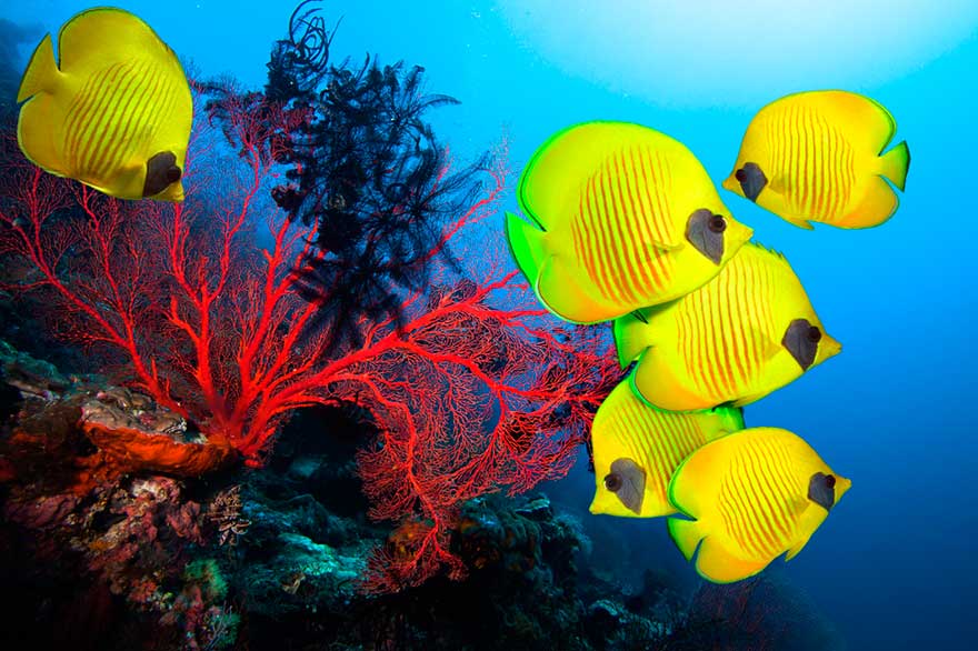 5 animales marinos increíbles que podrás ver en Isla Saona - República Dominicana