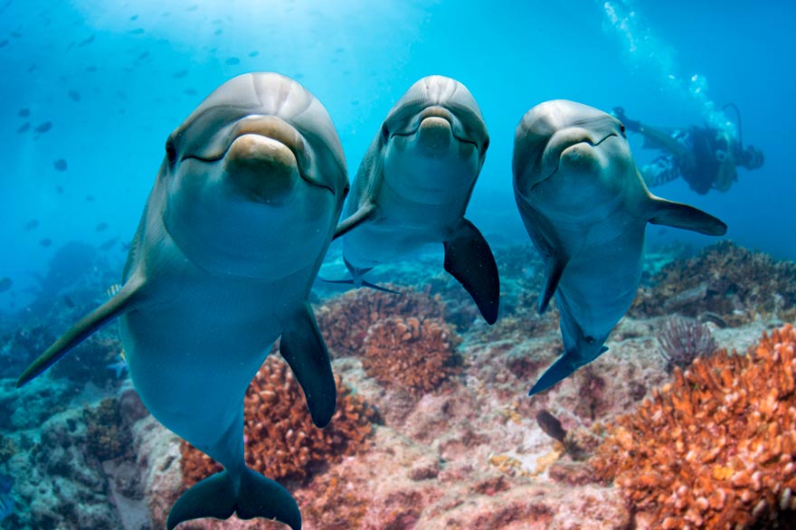 Dauphins sur l'île Saona – République dominicaine