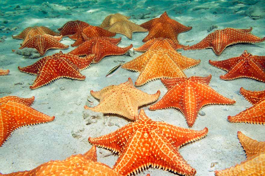 Étoiles de mer sur l'île Saona – République dominicaine