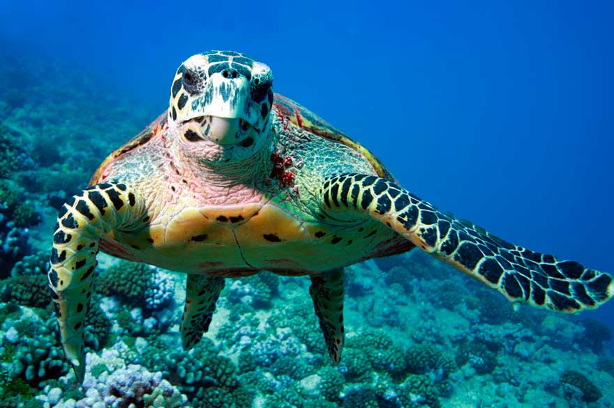 Meeresschildkröten in Isla Saona - Dominikanische Republik