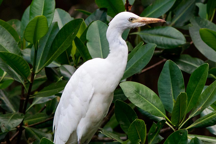 El santuario de pájaros de Laguna Gri-Gri - República Dominicana